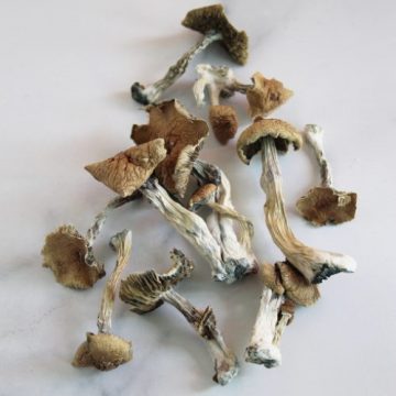 golden teacher mushrooms